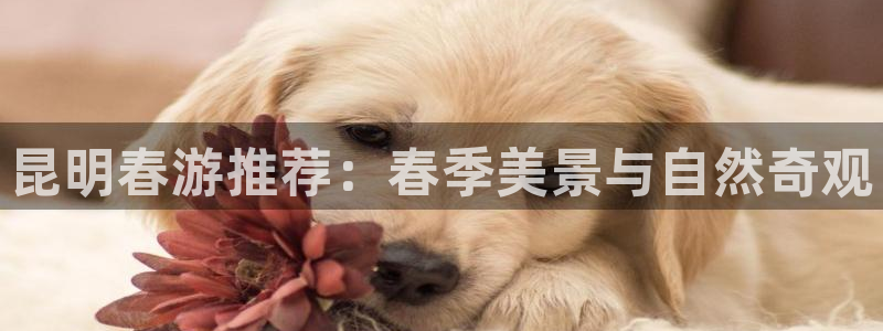 海角社区app入口：昆明春游推荐：春季美